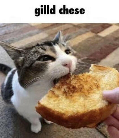 Cat taking a bite out of a grilled cheese, captioned "gilld chese" at the top.